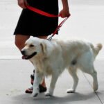 Correa Kong P/ Perro Reflectivo Nylon Ajustable Medium 2 Mts - Imagen 23