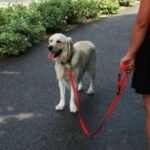 Correa Kong P/ Perro Reflectivo Nylon Ajustable Medium 2 Mts - Imagen 4