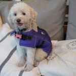 Ropa Perro Manta Mpc Baxer Impermeable C/corderito Talle 30 - Imagen 9
