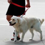 Correa Ajustable Kong Nylon Medium - Perros Y Gatos Color Fucsia - Imagen 3